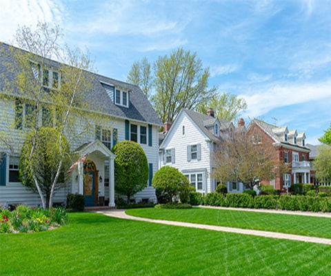 Successful Lawn Renovation